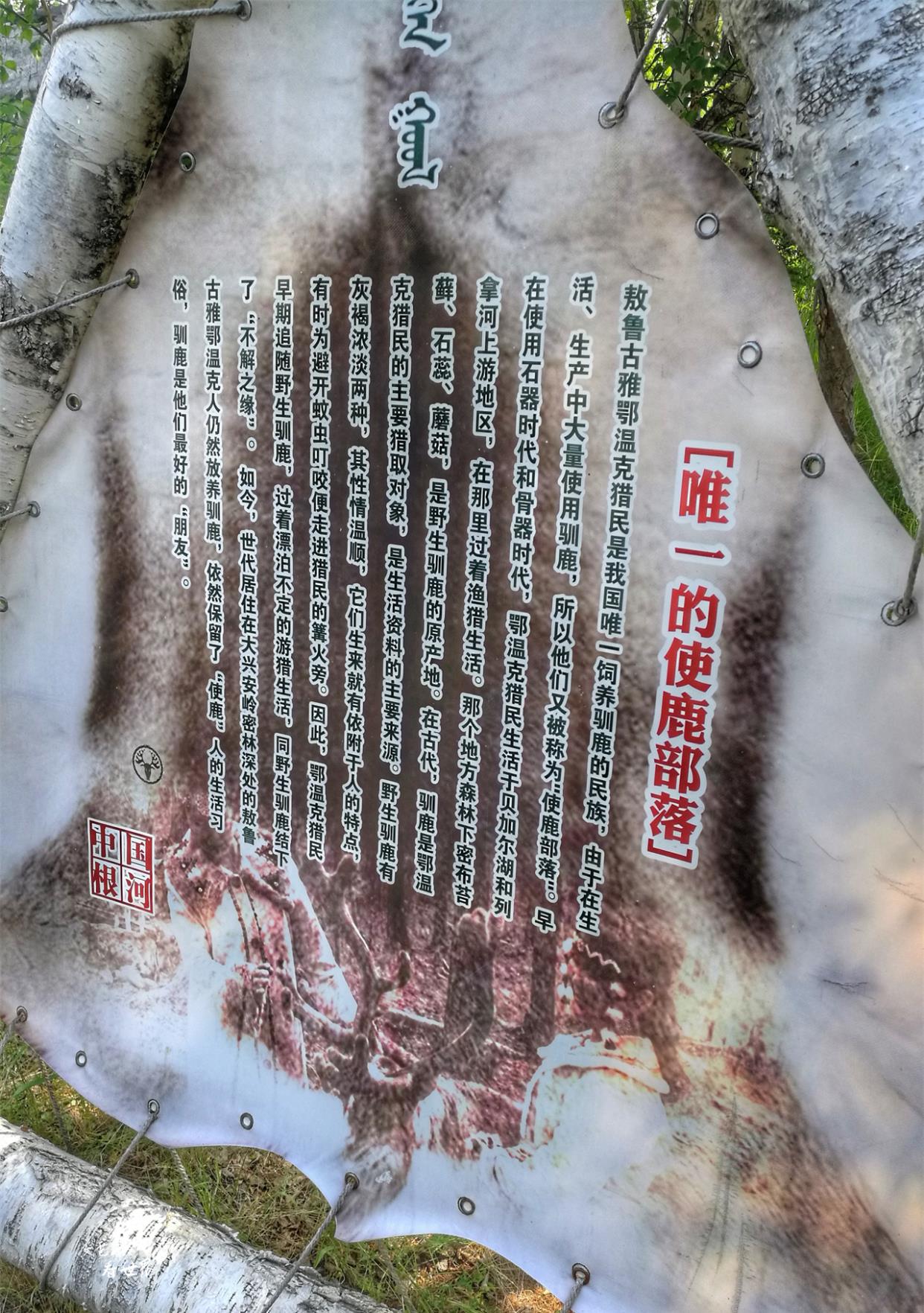 文艺蜀黎看世界 全球有9个国家20多个民族饲养驯鹿,我国有1个民族,他们现在如何