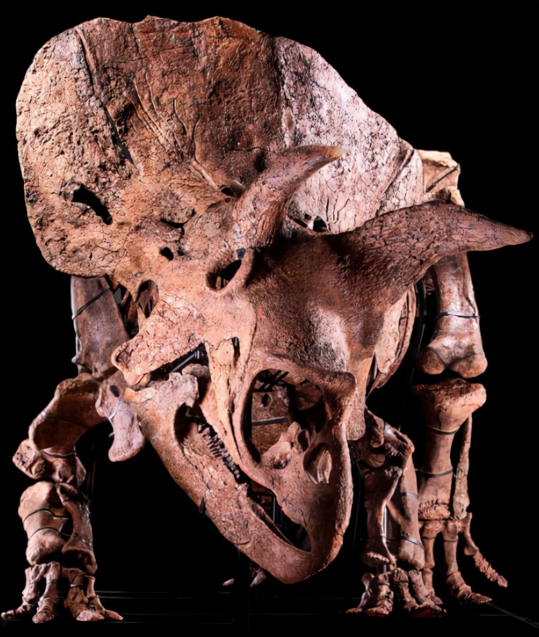 恒星 龙角长达1米！世界上最大三角龙骨架将拍卖，它生前多彪悍？