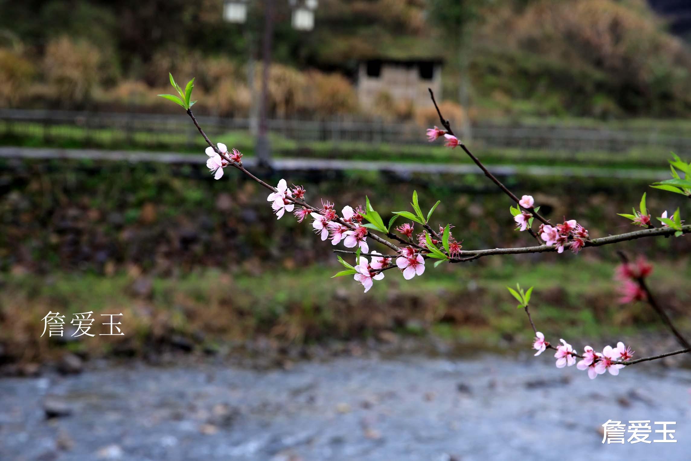 导游 上饶广丰云心谷之旅，遇上不说话的\导游\，但游客感动