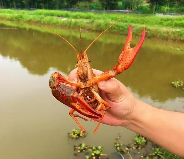 广东省|臭水沟小龙虾泛滥?广东一水沟出现成群小龙虾,有人路过捡了两盆
