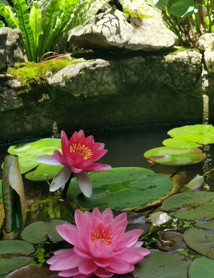 因为这个50㎡露台，买了这套房子，历时7年DIY打造成花园，太美了