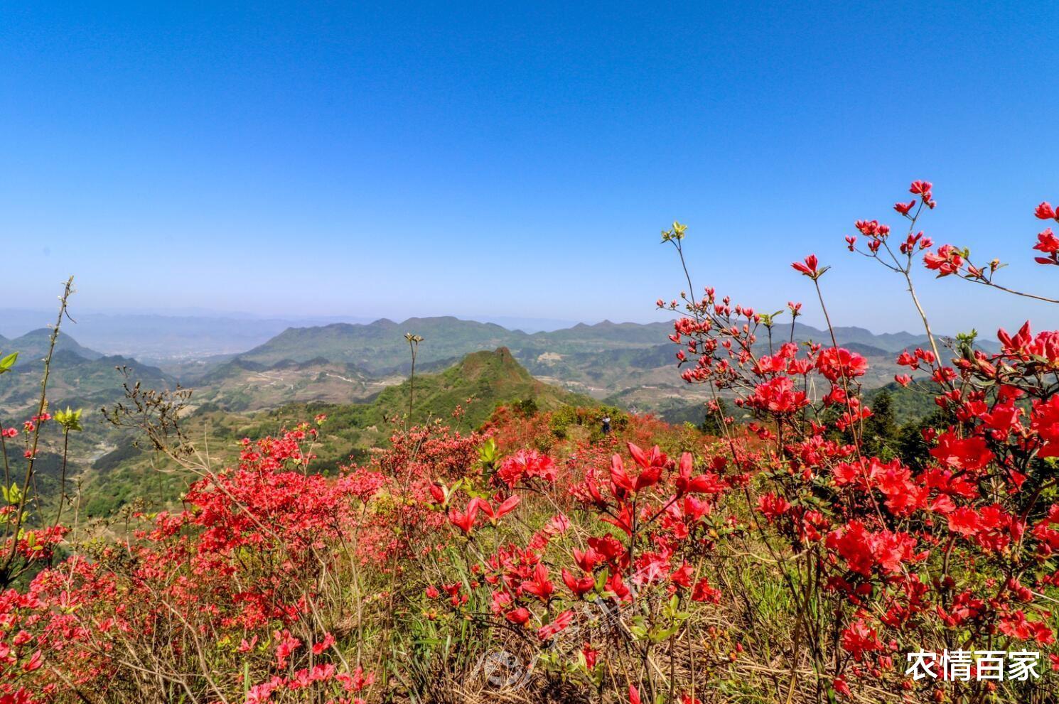 农情百家 几十年前不理睬，如今老桩价值高，若在山中遇到它，一定要珍惜