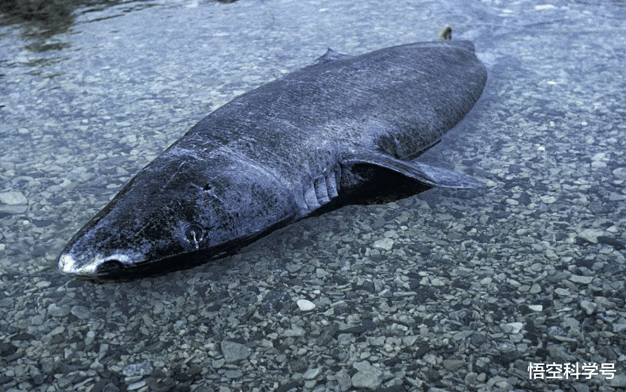 北极熊 156岁才能交配，腹中找到北极熊尸骸，小头睡鲨到底有多凶猛？