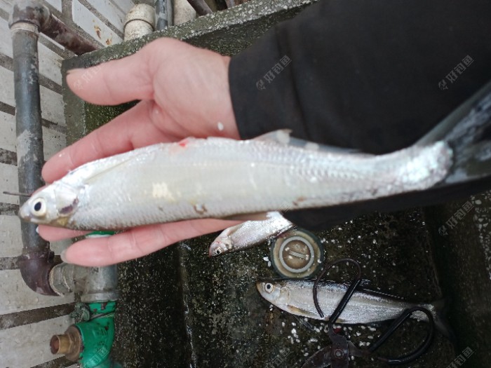 新安江|续钓新安江，找对鱼层增鱼获