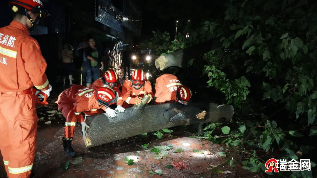 瑞金网 瑞金2棵大树倒塌在路上，消防神兵出手