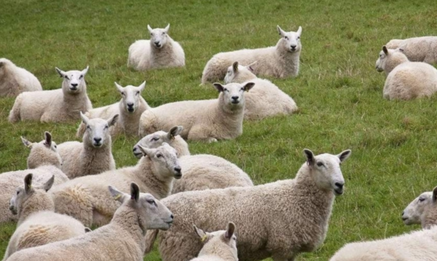 白羊座|未来两周属羊人喜事一件接着一件，财运直线上涨，前途一片光明