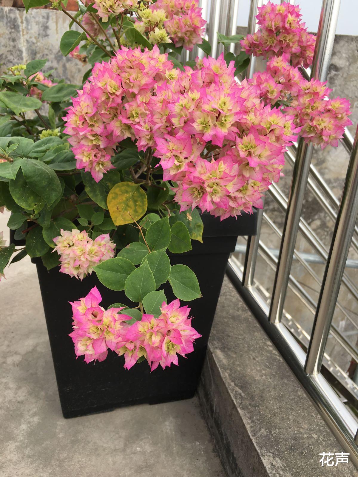 花声|阳台党爱养的重瓣三角梅—怡锦，花团锦簇，花色美艳，三季有花看