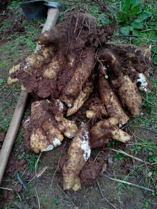 滋补脾胃的首推食物——山药植物非试管高效快繁技术快繁山药