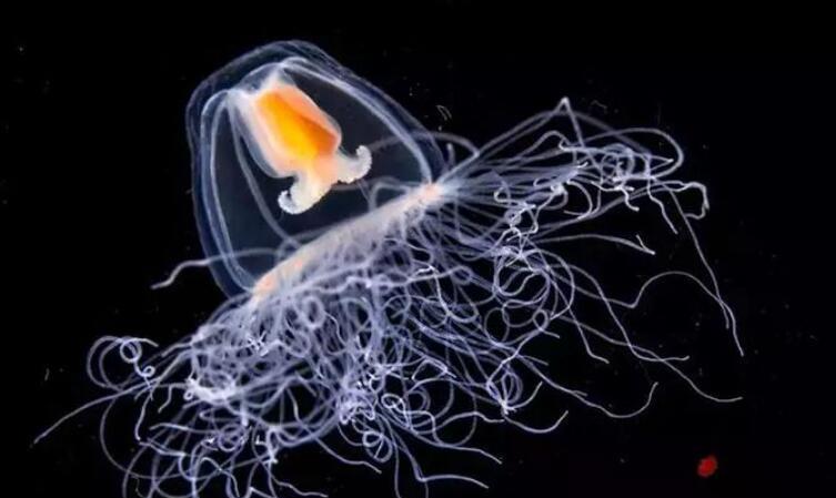 灯塔水母 永生不死？这种如灯塔般的动物，给人们留下了什么神奇密码？