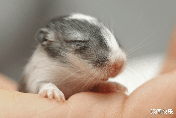 瞬间快乐|惹不起的大金鼠,2021年将迎来人生最大的贵人,助你财源广进!