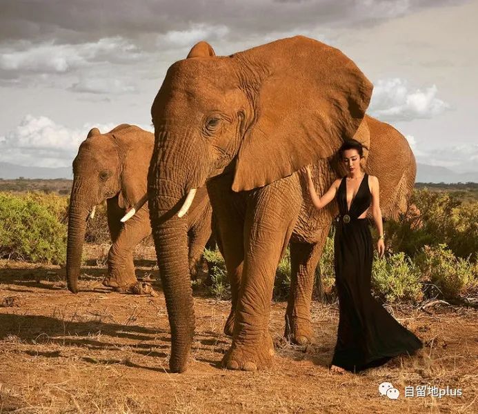 张丹峰|大器晚成的白莲花
