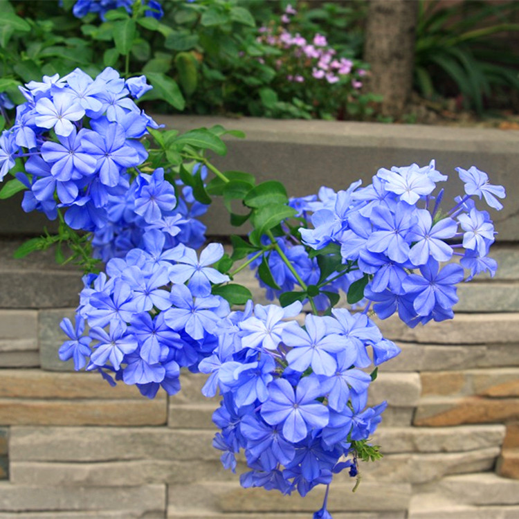 一楼120㎡庭院，5万元装修成花园，种花种草享受静谧时光，太美了