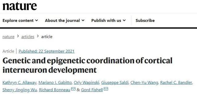 大熊猫 多组学研究揭示中间神经元分化过程的奥秘