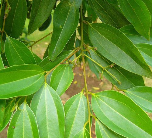 运动|关于“桂皮”的三种说法,你认为哪一种对呢?