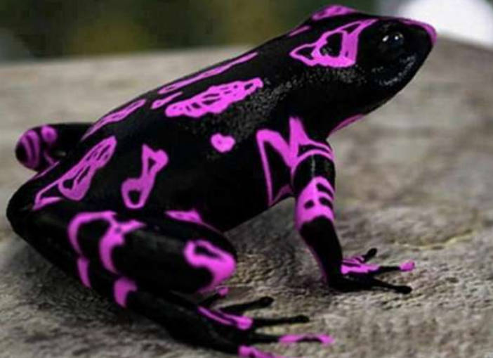 春夜雨无声|5种在科幻片种才有可能看到的生物却真实存在，你认识哪一种？