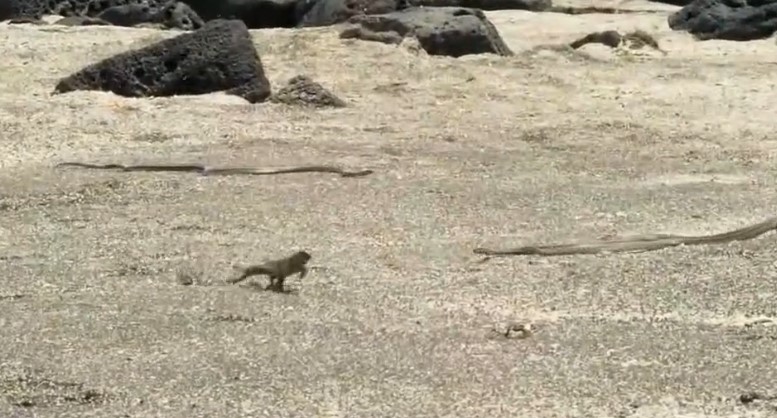 路痴 前往魔鬼岛 寻找活着的哥斯拉 这里的动物很迷人