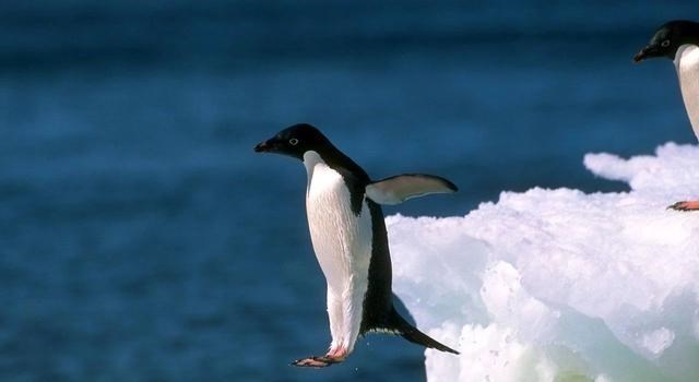 仙人掌 18条冷知识：骆驼吃仙人掌不扎嘴？企鹅也是大长腿？了解一下