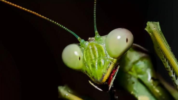 牡丹花下 为什么母螳螂要“吃夫”？不是为了下一代！原来我们被骗了很多年
