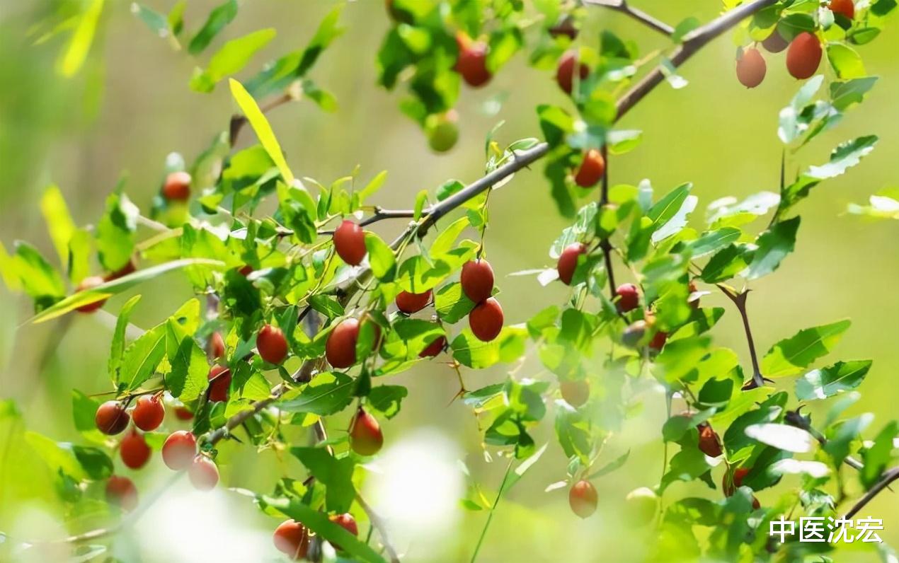 失眠|失眠多梦怎么办?简单一味中药泡水,可补肝、养心、安神