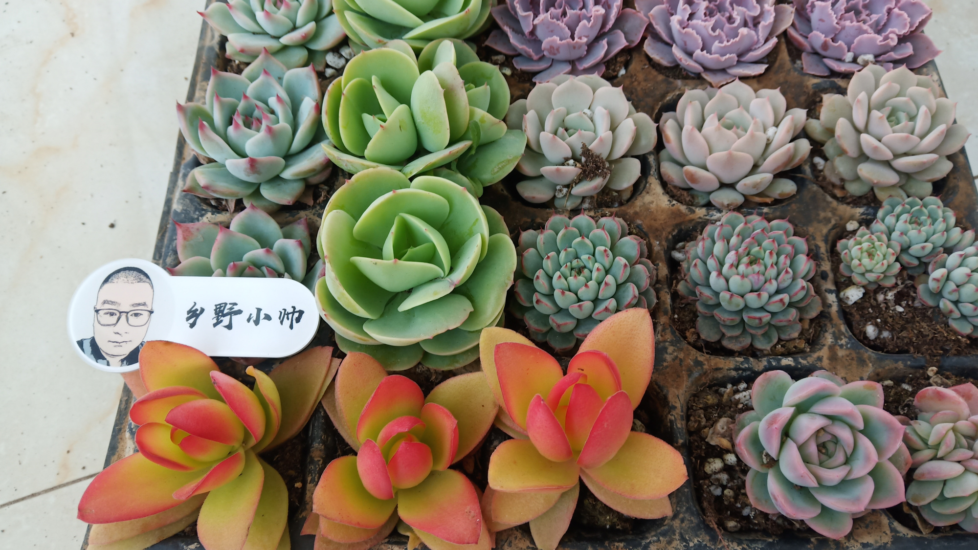 乡野小帅 春季给多肉浇这几种水，肉肉生长速度快，叶片饱满又漂亮