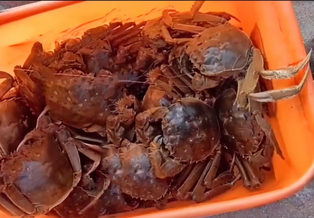 |江苏男子到丈母娘家过节，没钓到鱼钓了一桶螃蟹，网友：刚好过节