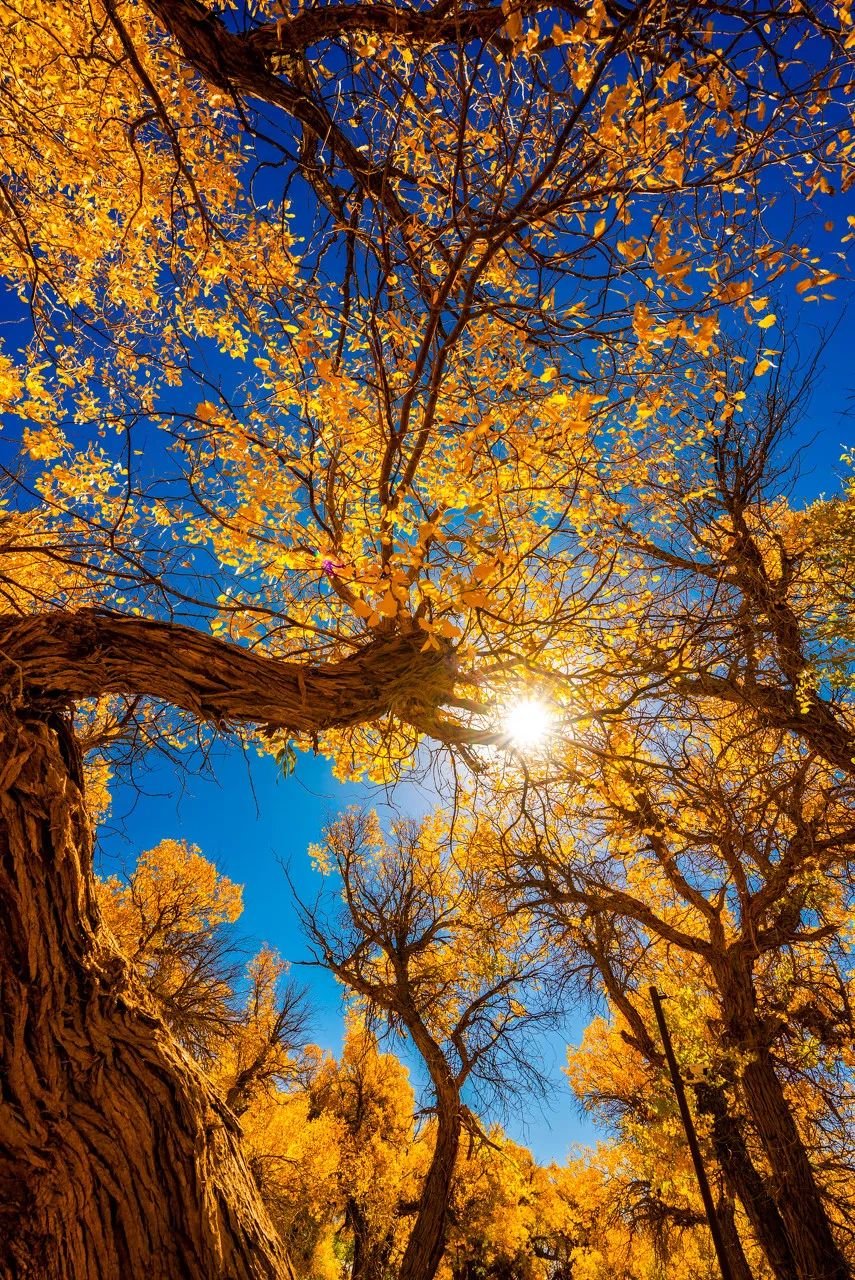 上海市 “中国最美的50个地方”榜单出炉!你打卡过几个?