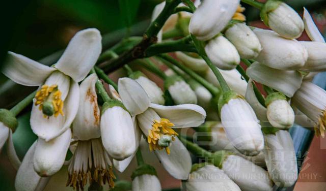 三亚 雨中娇美绽放的柚子花,烂漫清新的花朵非常漂亮,花白如雪的春色