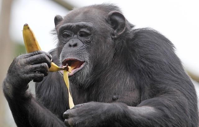 非洲的黑猩猩，是怎麼把艾滋病傳給非洲黑人，再傳到全世界的？-圖4