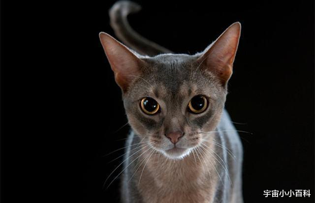 哺乳动物 动物的耳朵，大自然的“馈赠”它们能听到大部分人类听不到的声音