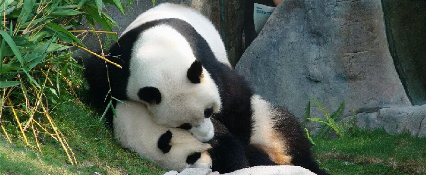 为何哺乳动物大多都有发情期,而人类不仅没有,还隐藏了排卵期?