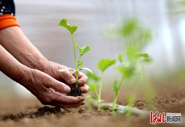 河北新闻网 河北隆尧:大棚甜瓜栽种忙