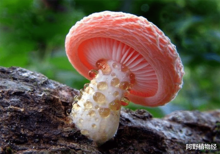 |蘑菇属于植物吗？不属于，它的别名叫“大型真菌”