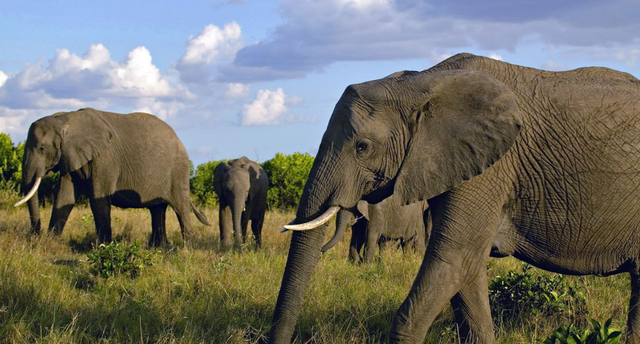 大象 如果大象灭绝，科学家能根据化石还原出它的样貌吗？尤其是长鼻子