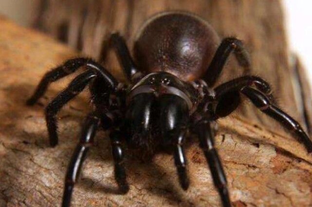  世界上最毒的蜘蛛是什么样的？有多厉害？