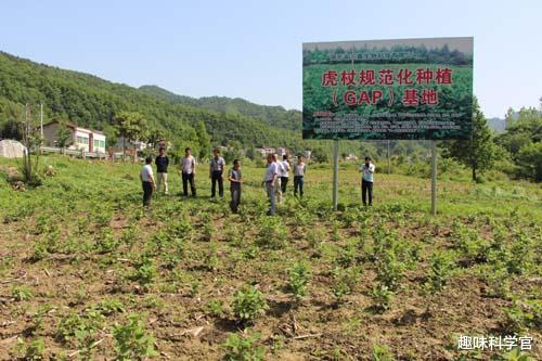 日本|日本虎杖泛滥，入侵多国导致房价暴跌，为何我国还要大量种植？