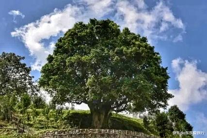 快乐de东东爱旅行 潮州人不懂品茶，客家人更不用说，茶文化博大精深，这才是真茶道