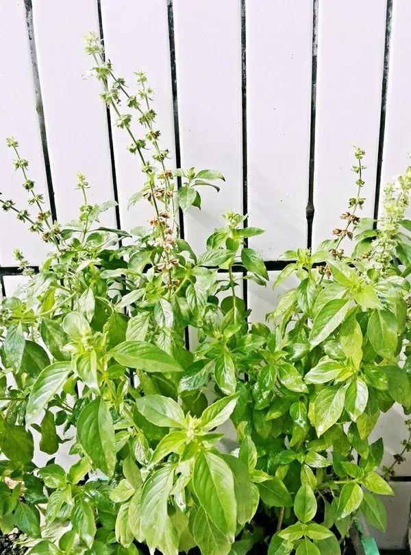 种上阳台|一场知识交换：你教我用罗勒做菜，我教你用盆种出罗勒！