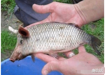  自从有了望远镜，远的可以看浩瀚星辰，近的就算远景拍摄吧