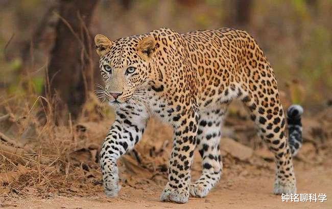  游客打架“带坏”动物，当晚纷纷模仿！动物学习能力究竟有多强？