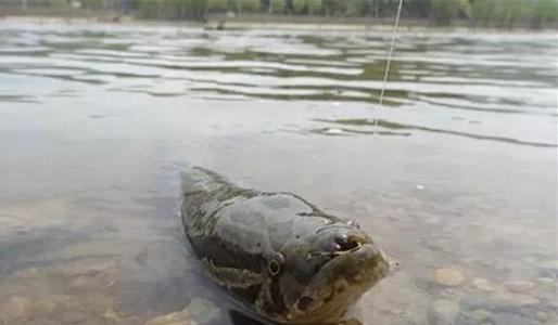 浙江省|黑鱼的习性以及垂钓技巧