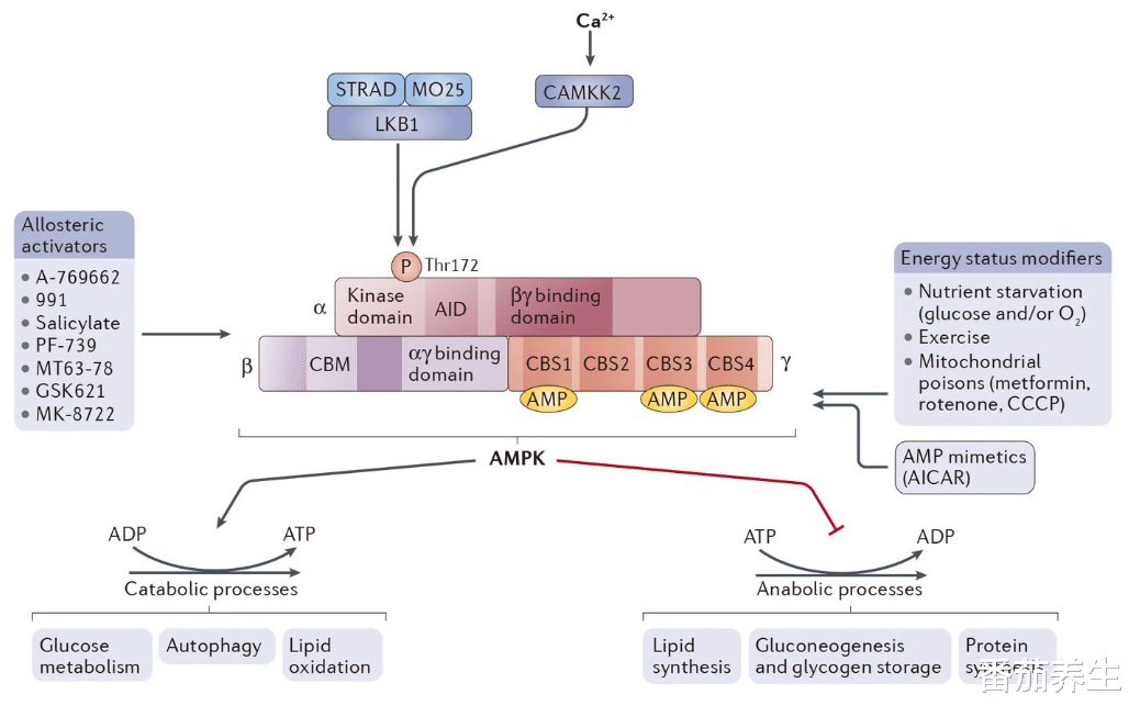 基因 美科学家测定500名百岁老人基因：活得久真不难，普通人也可以