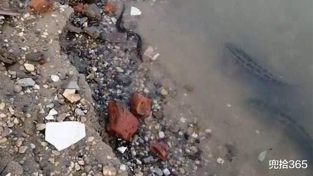 广东省|广东一男子野钓遇稀罕事,钓不到鱼江面上却成群,网友:放生的