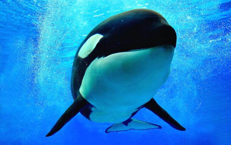 鲸鱼 为什么鲸鱼身上通常会寄生大量的藤壶，而鲨鱼身上却干干净净？