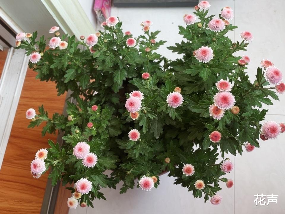 花声 迷你纽扣菊—优秀的阳台盆栽，可爱又美丽，丰花勤花，新手也能养