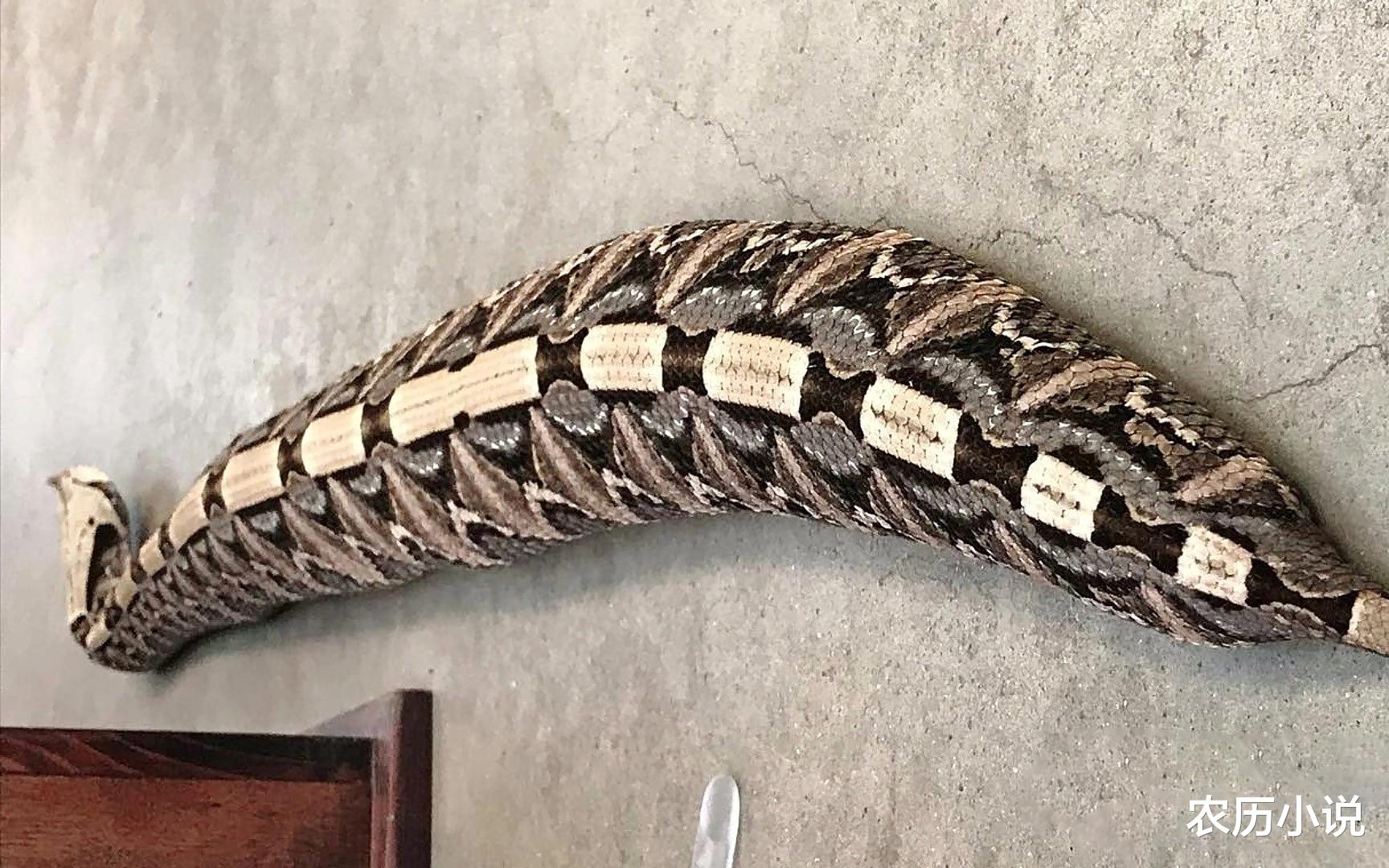 眼镜王蛇 加蓬咝蝰有世界最长毒牙，身体长2米，比得过眼镜王蛇吗