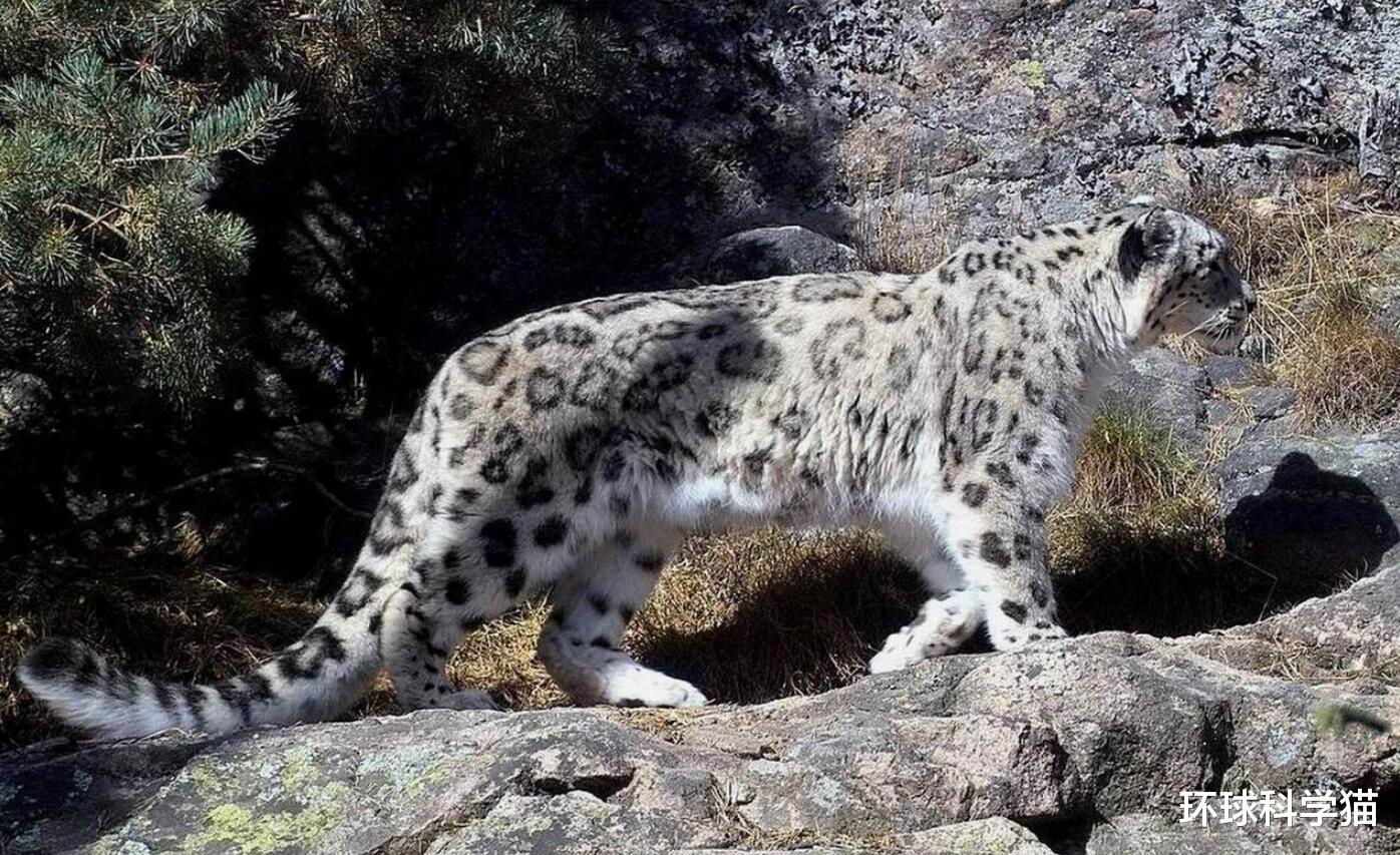 环球科学猫 罕见！时隔50多年，贺兰山重现雪山之王雪豹，它出现意味着什么？