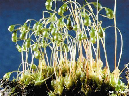 【地球生物全系列——植物篇】藓类植物门—藓纲