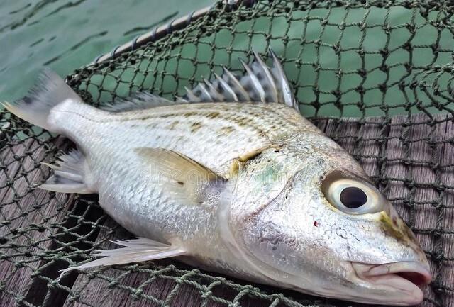 海钓|一条鱼能抵一年工资，出海钓鱼成香饽饽，钓鱼养家很容易？
