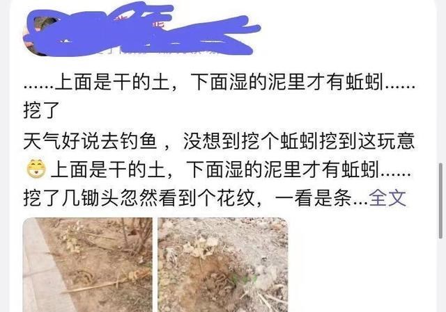 |安徽钓友挖蚯蚓钓鱼，却没想到挖到冬眠的蛇窝，这是条什么蛇？