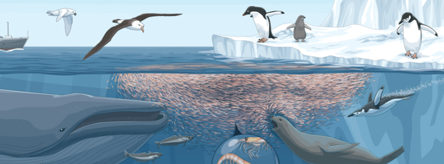 南极 能够养活上亿人的南极磷虾，为何会被人类争抢？这两个方面是重点